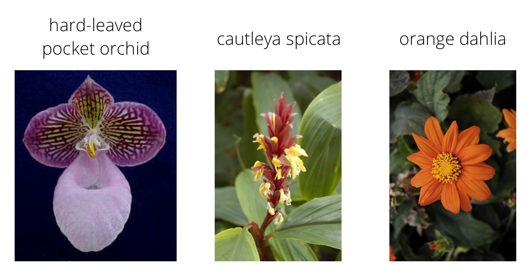 Image Classifier Project